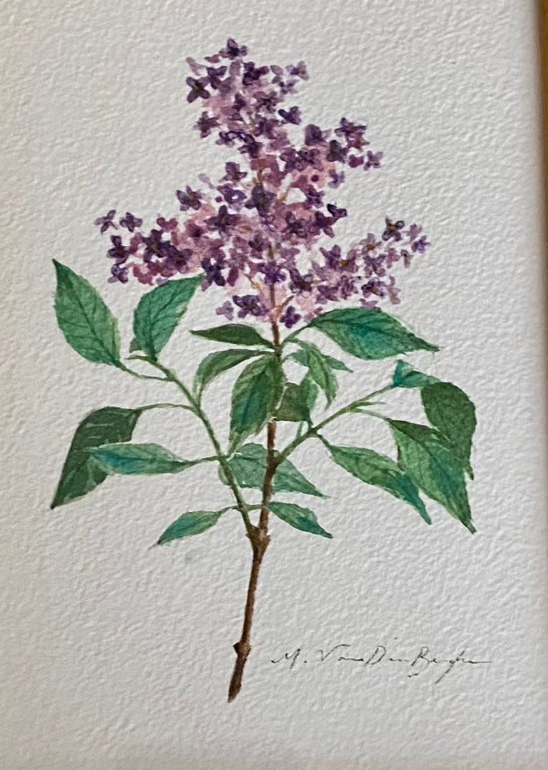 Lilac