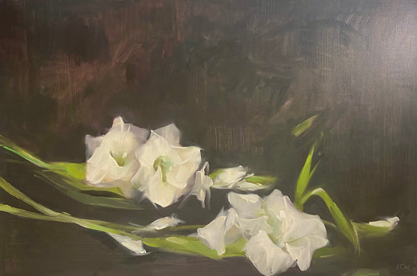 Gladiolus