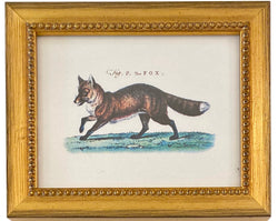 The Fox